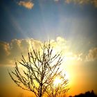 Young Cherrytrees at sunset