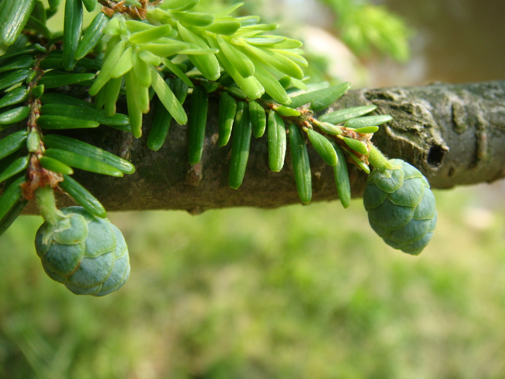 Young Cones of Hemlock/ Tsuga