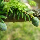 Young Cones of Hemlock/ Tsuga