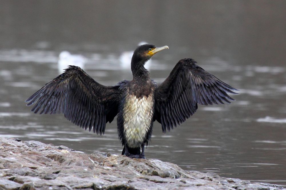 Young cormorant spreads its wings