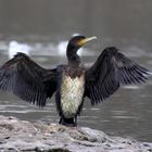 Young cormorant spreads its wings