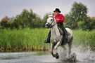 Camargue