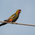 Young Crimson rosella