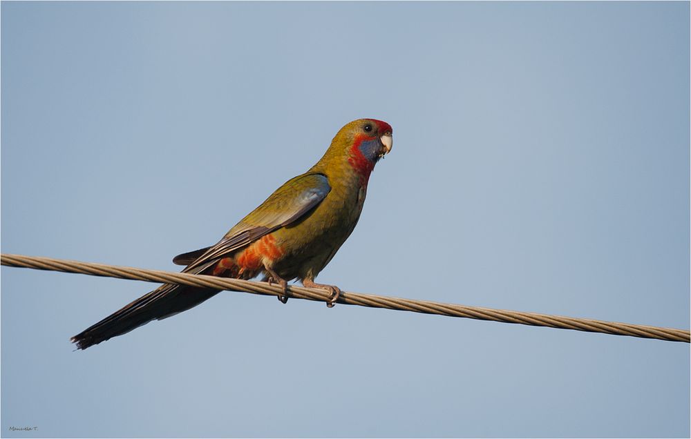 Young Crimson rosella