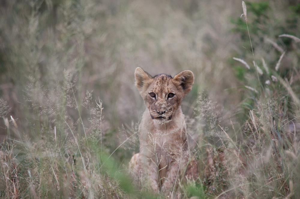 Young cub