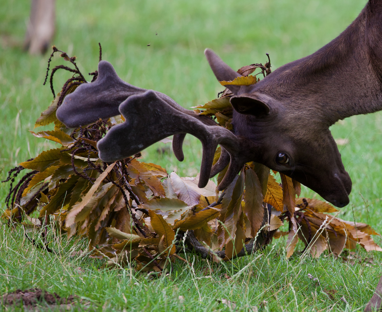 YOUNG DEER