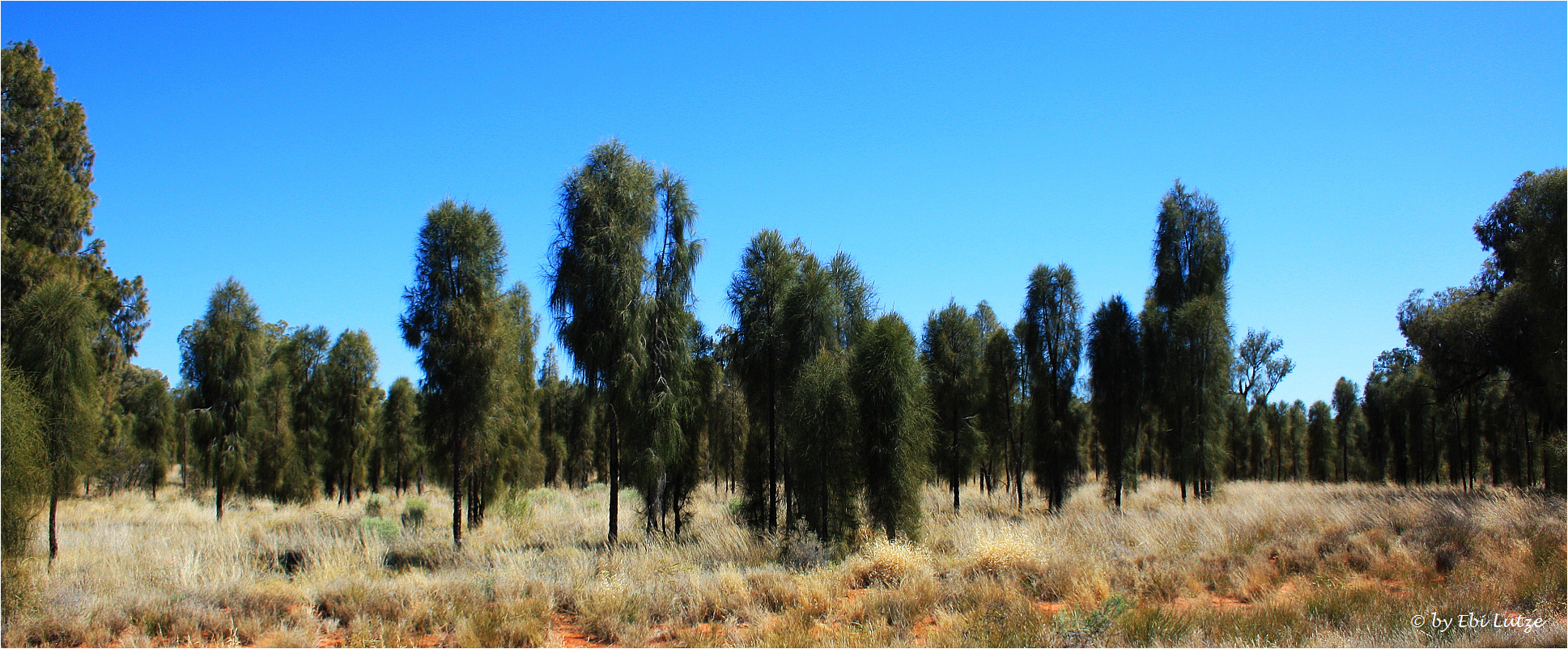 *** Young Desert Oak's ***