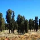 *** Young Desert Oak's ***