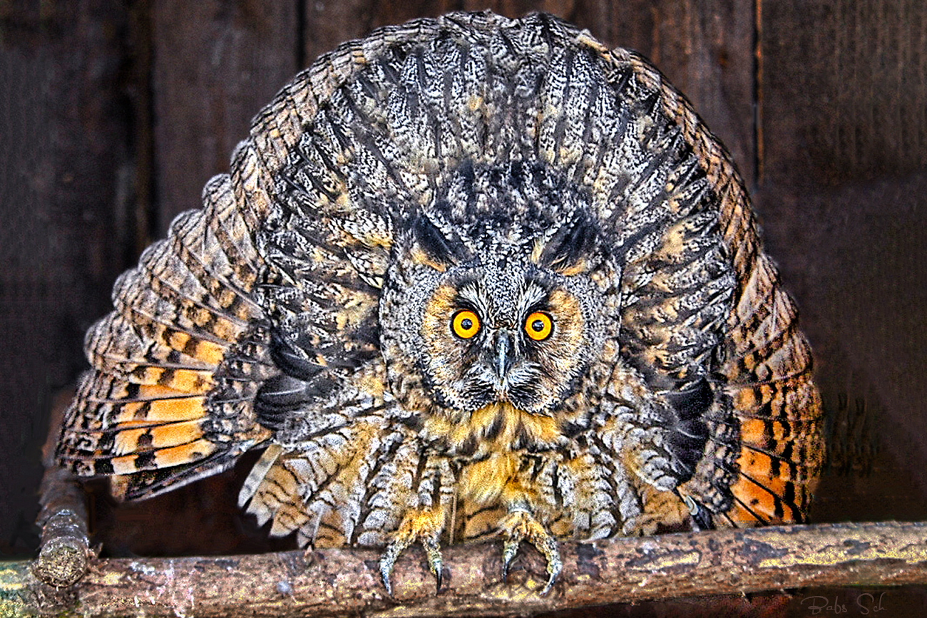 Young eagle owl