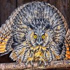 Young eagle owl
