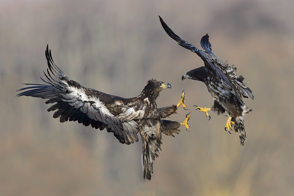 ~YOUNG EAGLES LOVE TO FIGHT~