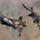 ~YOUNG EAGLES LOVE TO FIGHT~