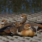 Young egyptian geese ..