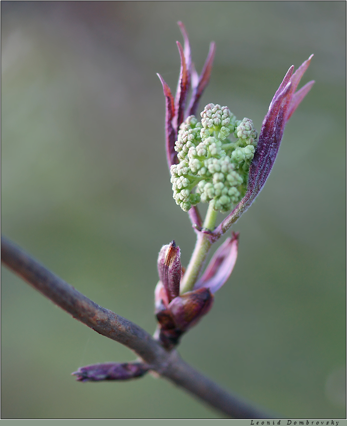 Young elder