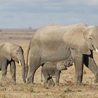 Young elephant drinks