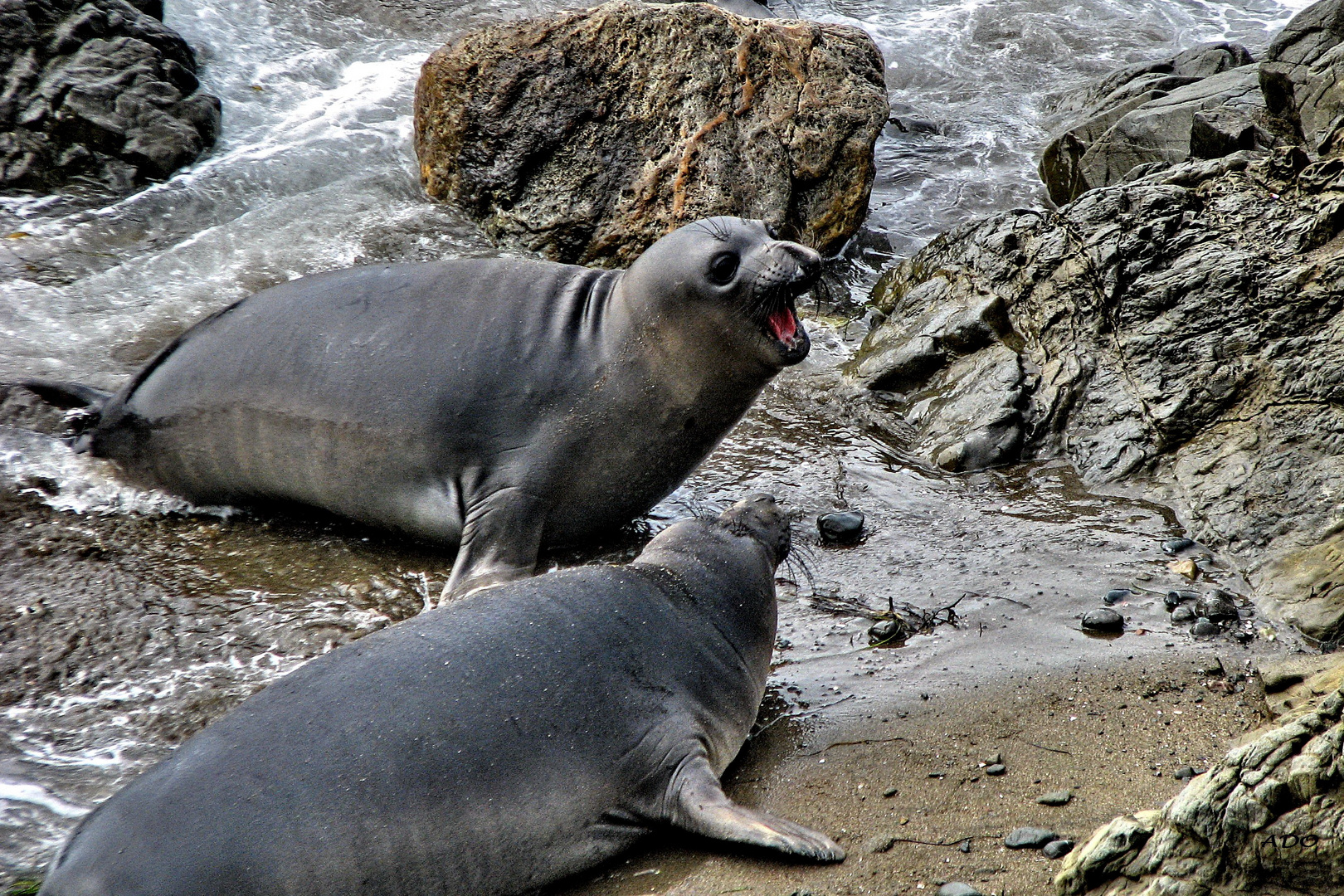 Young Elephant Seals