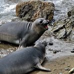 Young Elephant Seals