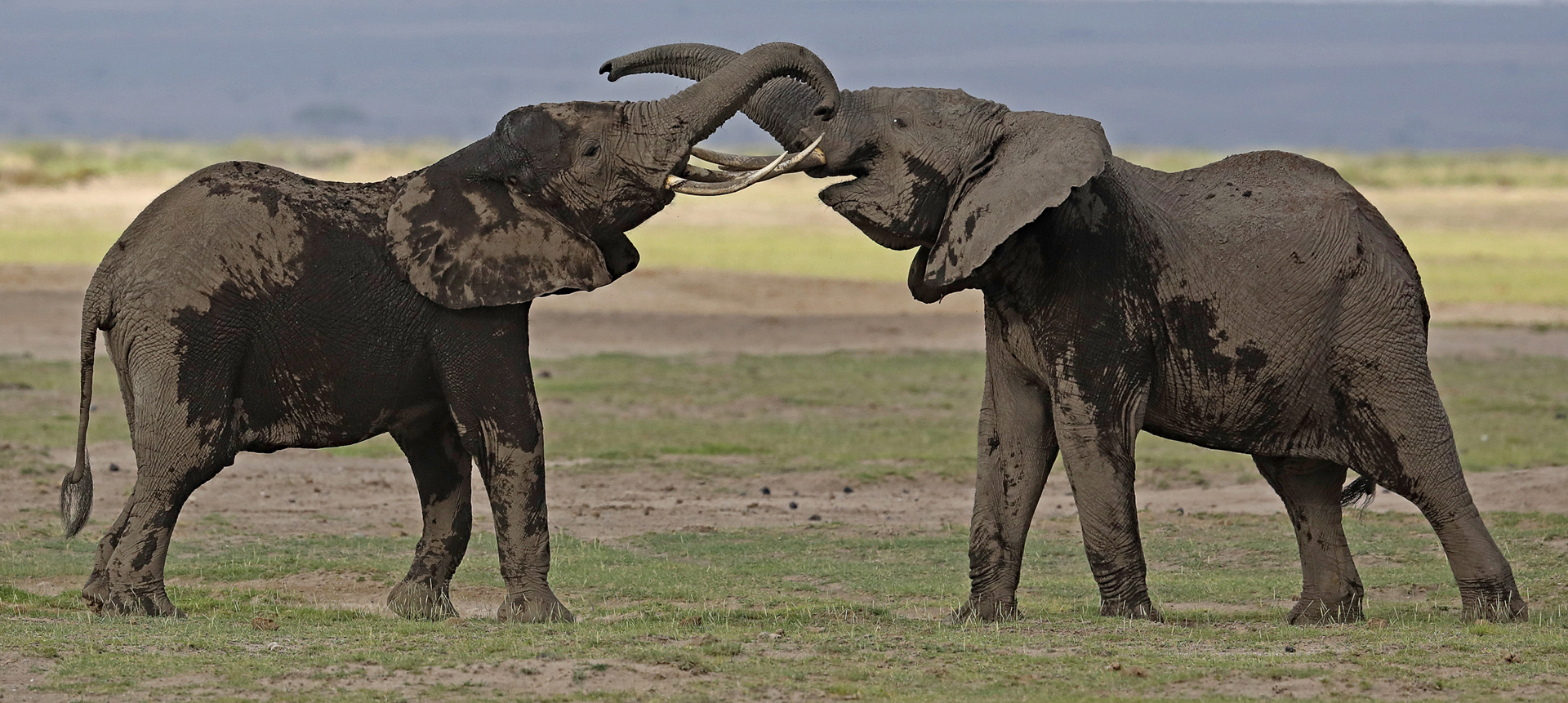 Young Elephants bulls in action