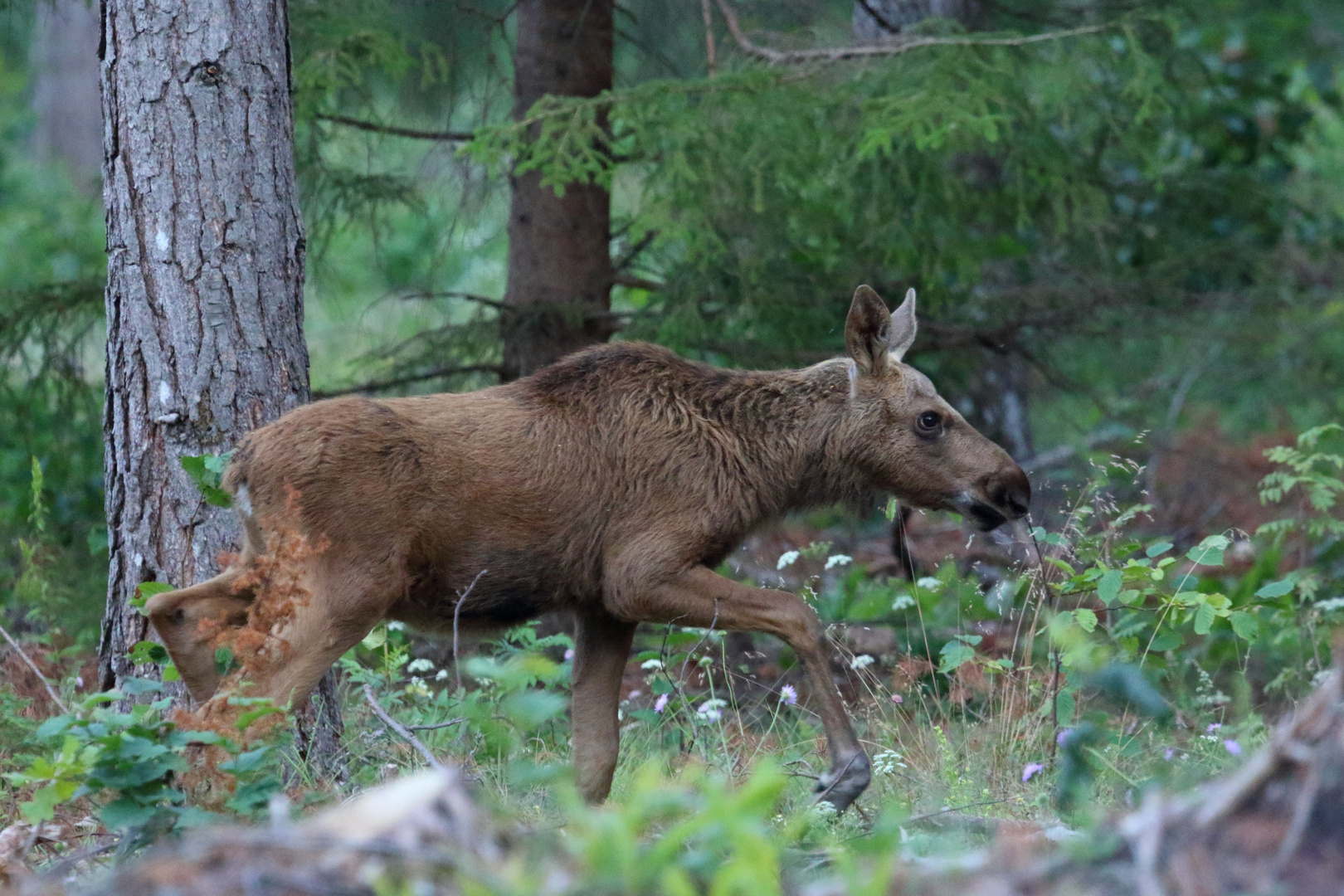 Young elk