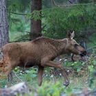 Young elk