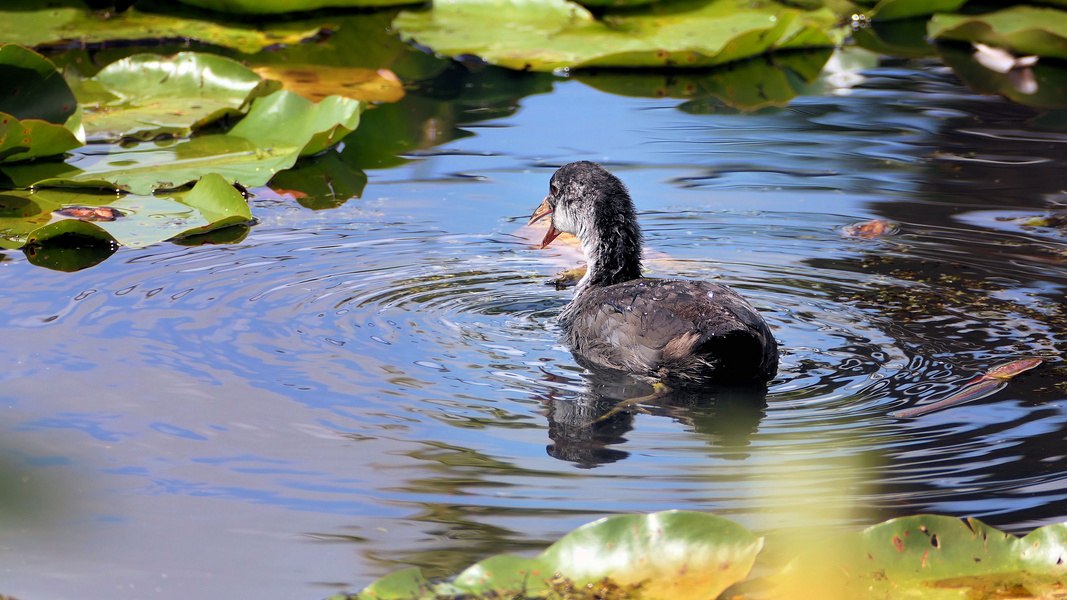 ... young eurasian coot chick swims between the leaves of a water lily