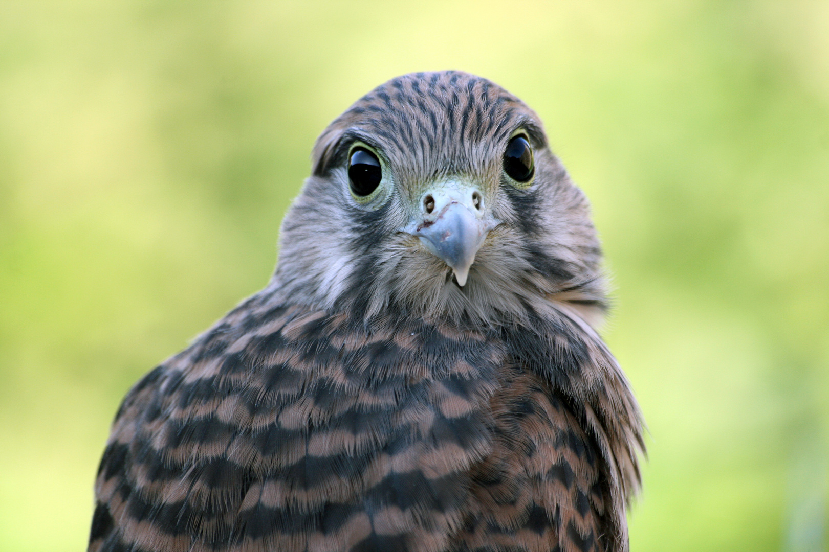 young falcon