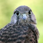 young falcon