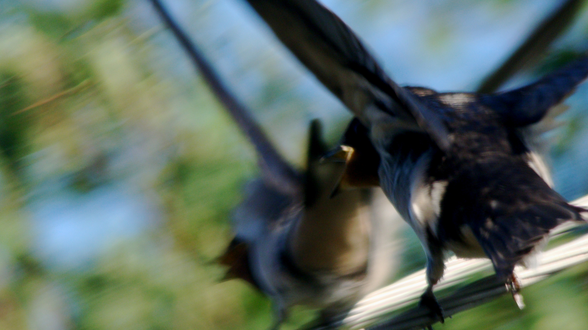 young fat swallows