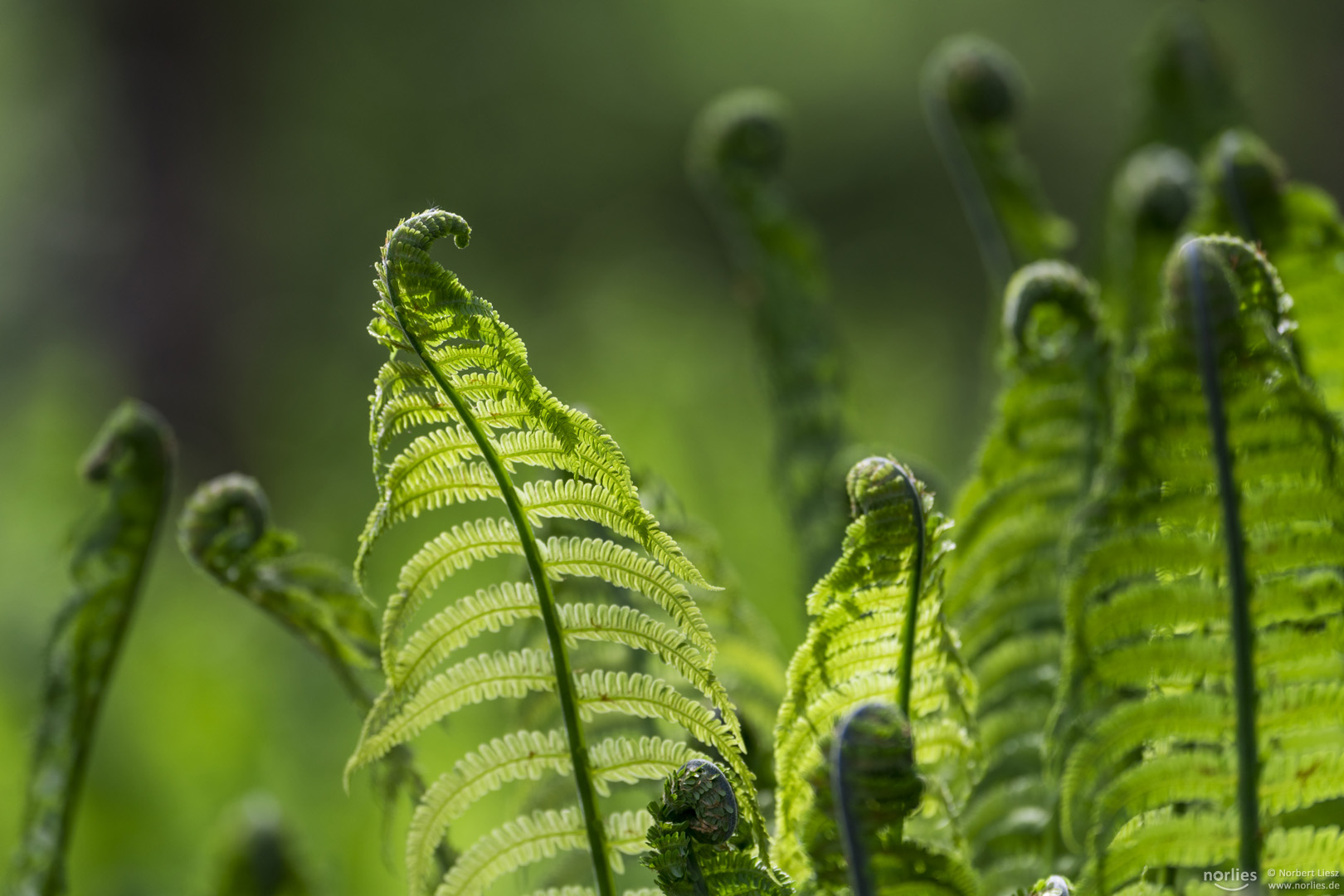 young fern