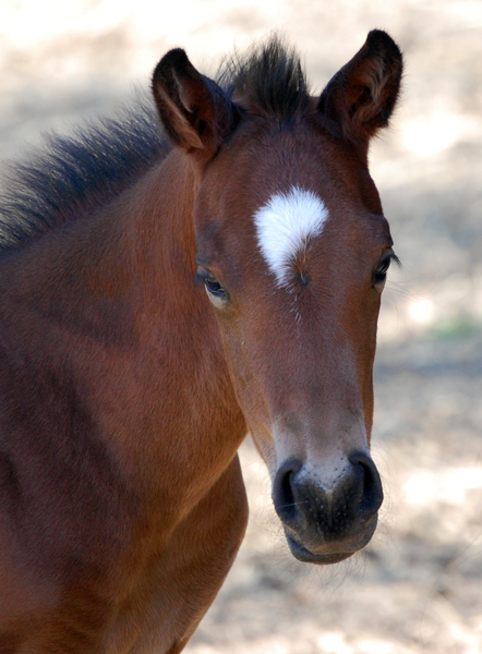 Young foal