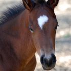 Young foal