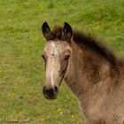 Young Foal