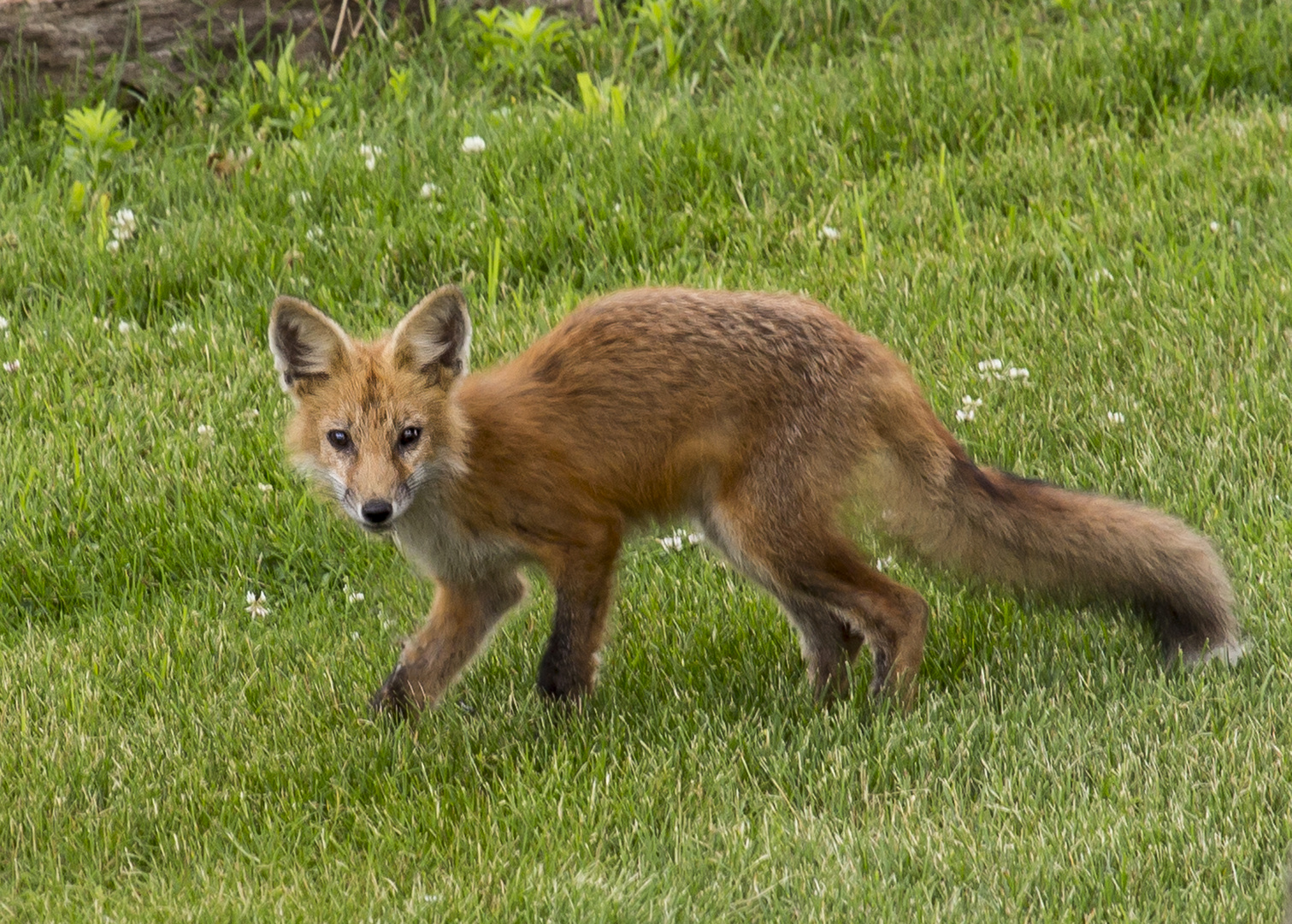Young Fox 1