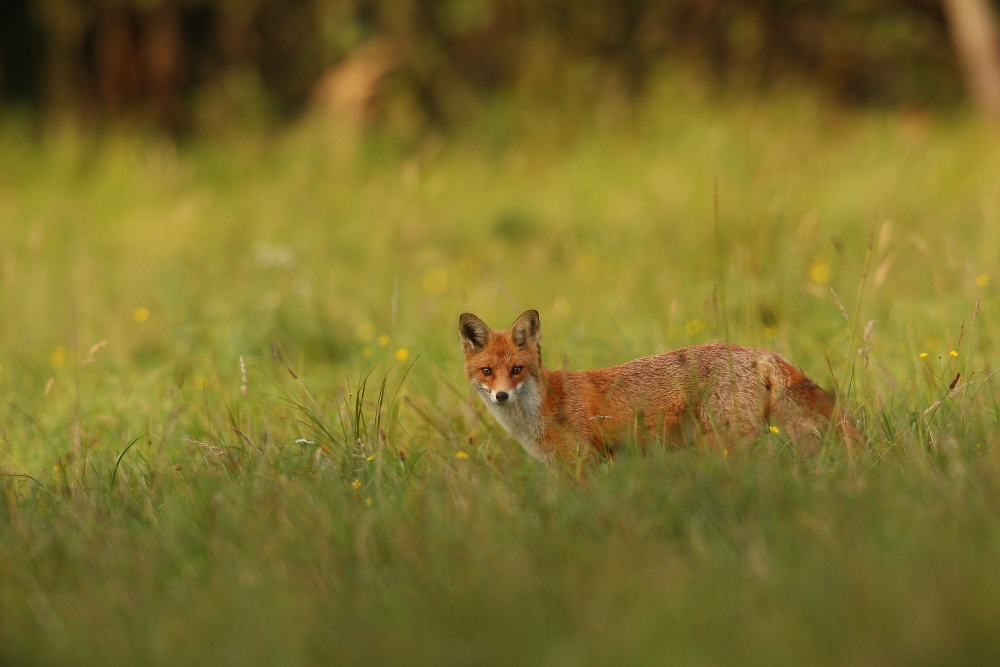 young fox