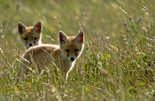 Young Fox