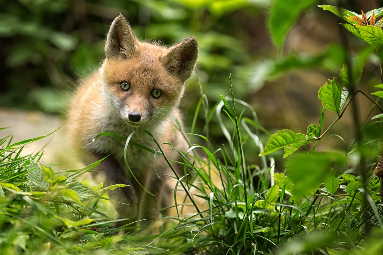 young fox