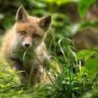 young fox