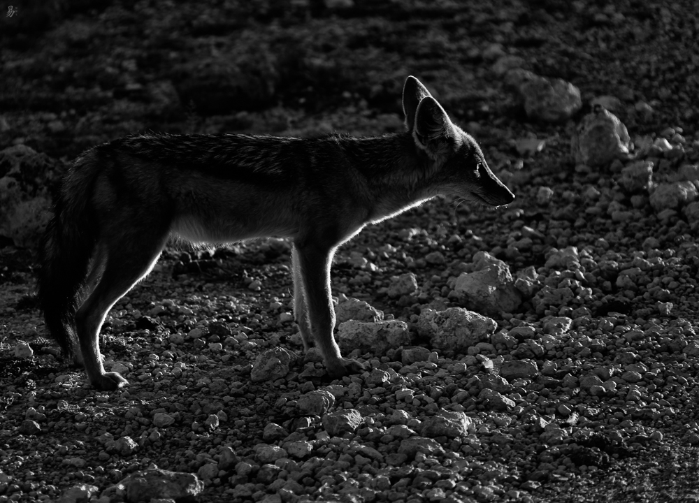 young fox in the evening sun