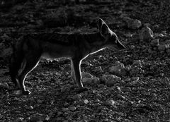 young fox in the evening sun