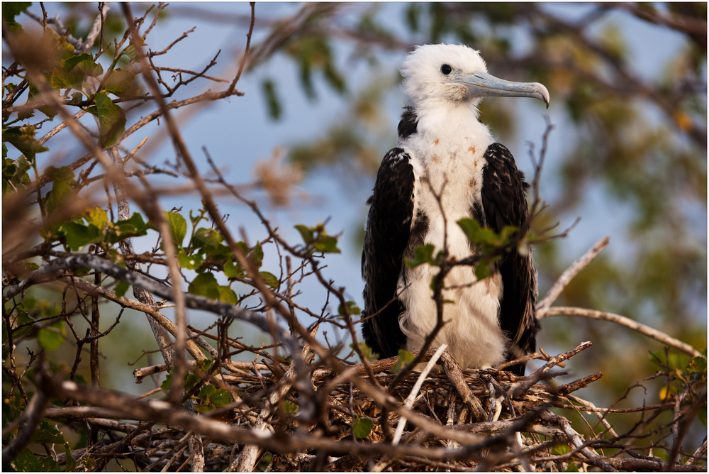 [ Young Frigate Bird ]