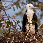 [ Young Frigate Bird ]