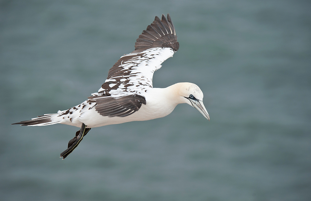 Young Gannet .........