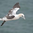 Young Gannet .........