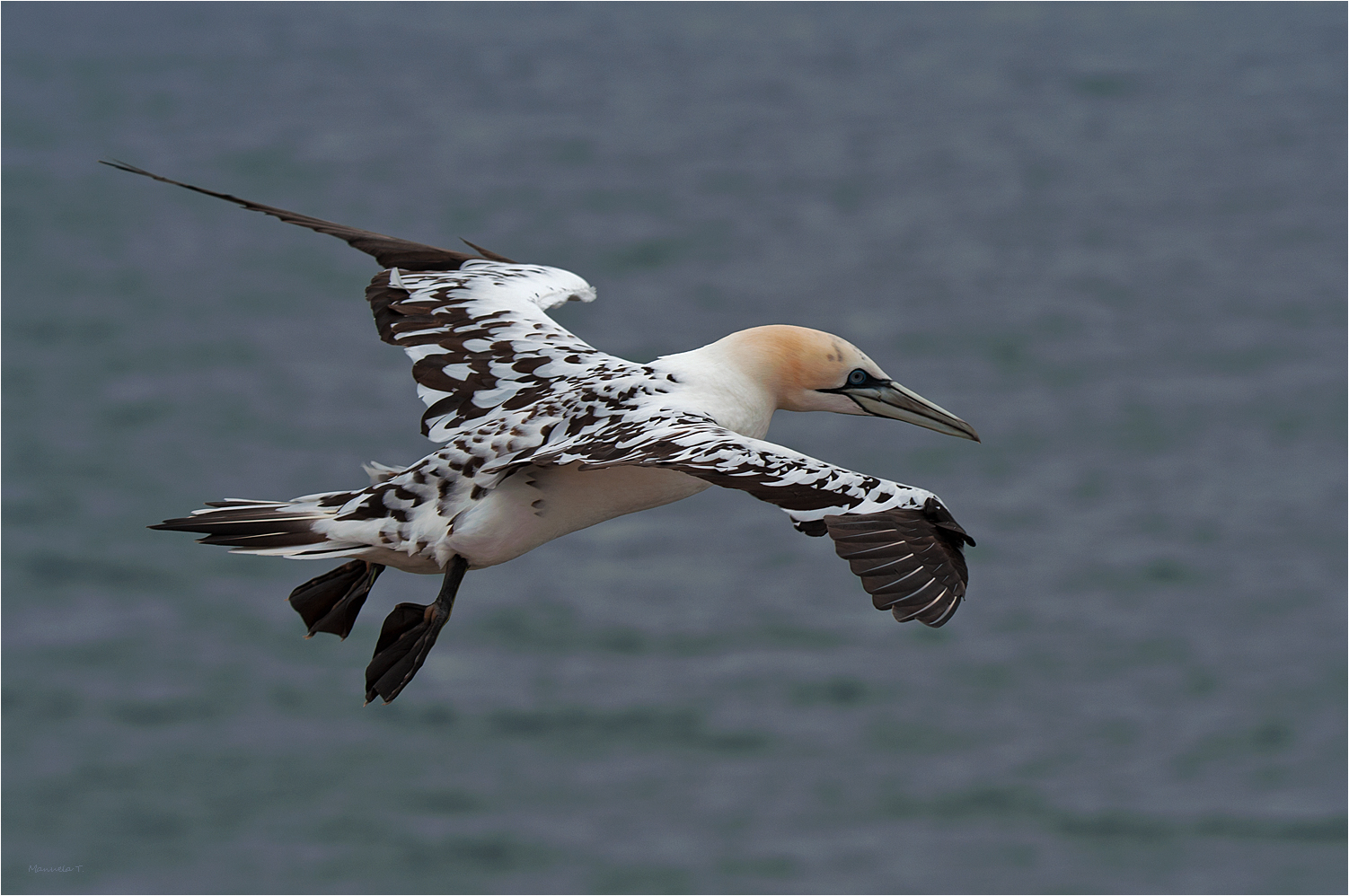 Young gannet