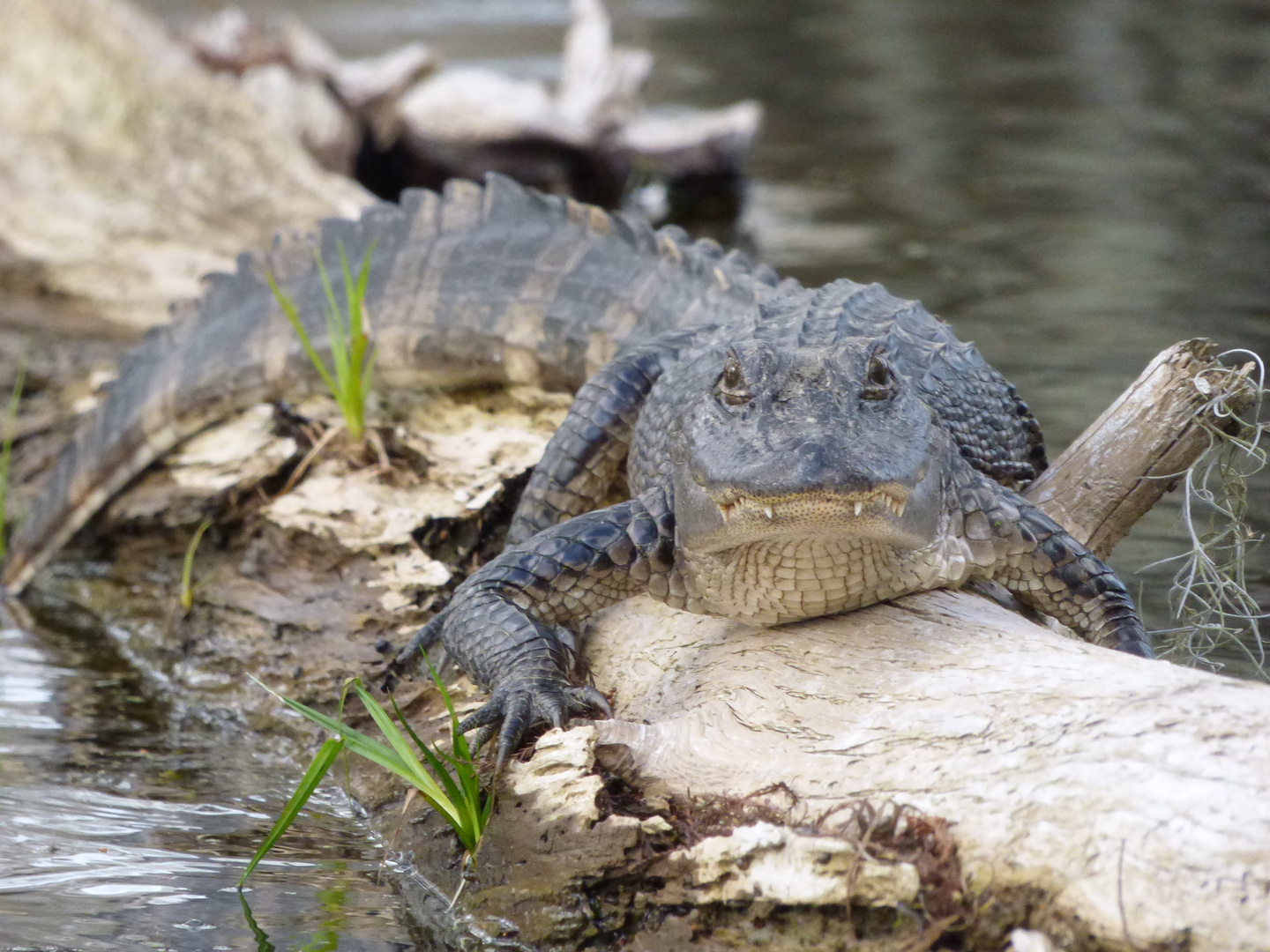 Young Gator, In Hunger