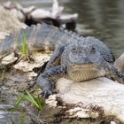 Young Gator, In Hunger