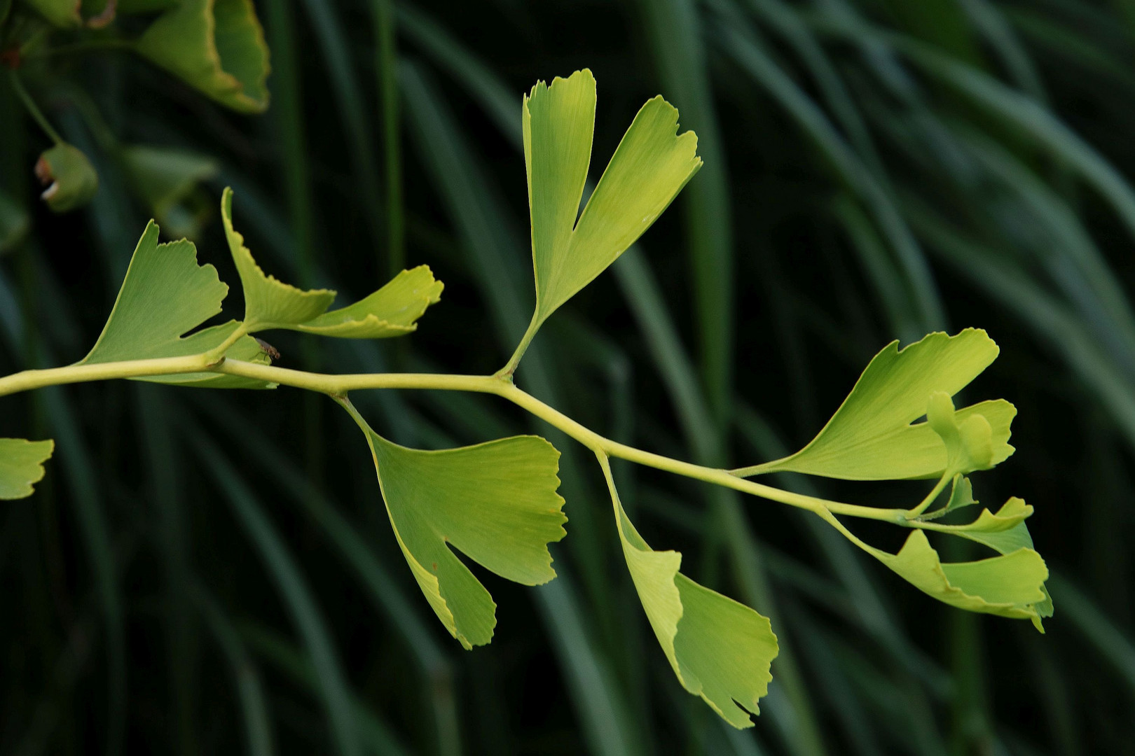 Young Ginkgo Shoot