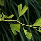 Young Ginkgo Shoot