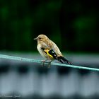 Young Goldfinch