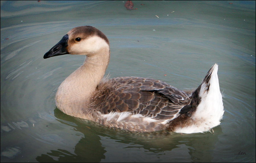 Young Goose looking for a mate.....